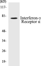 Western blot analysis of extracts from COS7 cells, using Interferon-gamma Receptor alpha chain (Ab-457) Antibody.
