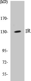 Western blot analysis of extracts from HepG2 cells, using IR (Ab-1375) Antibody.