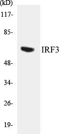 Western blot analysis of extracts from K562 cells, using IRF3 (Ab-385) Antibody.
