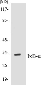 Western blot analysis of extracts from MCF7 cells, treated with TNF-α, using IkappaB-alpha (Ab-32/36) Antibody.