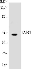 Western blot analysis of extracts from LOVO cells, using JAB1 Antibody.
