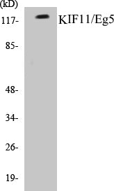 Western blot analysis of extracts from Jurkat/HepG2/COS cells, using KIF11/Eg5 (Ab-927) Antibody.