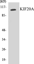 Western blot analysis of extracts from 293 cells, using KIF20A (Ab-528) Antibody.