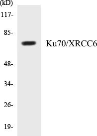 Western blot analysis of extracts from 293 cells, using Ku70 (Ab-5) Antibody.