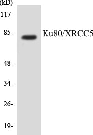 Western blot analysis of extracts from COS7 cells, using Ku80 (Ab-714) Antibody.