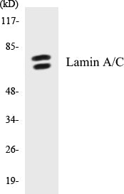 Western blot analysis of extracts from HeLa cells, using Lamin A/C (Ab-392) Antibody.