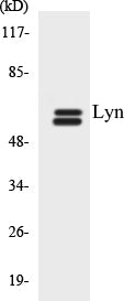 Western blot analysis of extracts from COLO cells, treated with H2O2 100uM 30', using Lyn (Ab-507) Antibody.