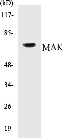 Western blot analysis of extracts from K562 cells, using MAK (Ab-159) Antibody.