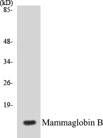 Western blot analysis of extracts from HepG2 cells, using Mammaglobin B Antibody.