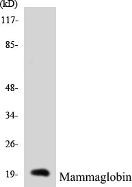 Western blot analysis of extracts from HepG2 cells, using Mammaglobin Antibody.