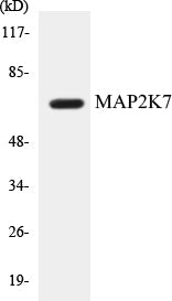 Western blot analysis of extracts from NIH-3T3 cells, using MAP2K7 (Ab-271) Antibody.