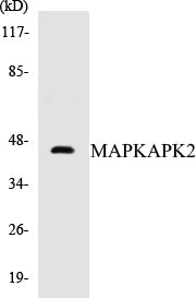 Western blot analysis of extracts from HeLa cells, treated with Ca2+ 40nM 30', using MAPKAPK2 (Ab-334) Antibody.