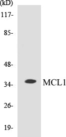 Western blot analysis of extracts from COS7 cells, using MCL1 (Ab-159) Antibody.