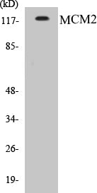 Western blot analysis of extracts from 293 cells, using MCM2 Antibody.