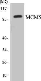 Western blot analysis of extracts from HepG2 cells, using MCM5 Antibody.