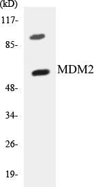 Western blot analysis of extracts from COS7 cells, using MDM2 (Ab-166) Antibody.