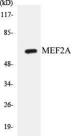 Western blot analysis of extracts from HeLa cells, treated with PMA 125ng/ml 30', using MEF2A (Ab-408) Antibody.