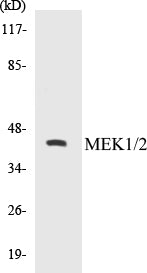 Western blot analysis of extracts from COS7/HT-29, using MEK1/2 (Ab-217) Antibody.