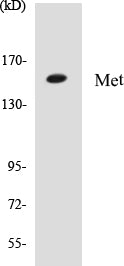 Western blot analysis of extracts from HepG2 cells, using Met (Ab-1349) Antibody.