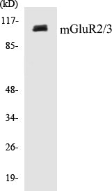 Western blot analysis of extracts from mouse brain cells, using mGluR2/3 Antibody.