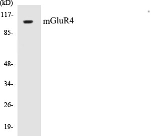 Western blot analysis of extracts from 293 cells, treated with Forskolin 40nM 30', using mGluR4 Antibody.