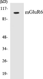 Western blot analysis of extracts from mouse brain cells, using mGluR6 Antibody.