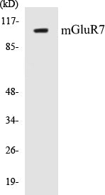 Western blot analysis of the lysates from HUVECcells using GRM7 antibody.