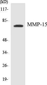 Western blot analysis of extracts from MDA-MB-435 cells, using MMP-15 Antibody.
