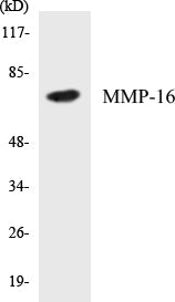 Western blot analysis of extracts from HepG2 cells, using MMP-16 Antibody.