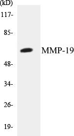 Western blot analysis of extracts from HuvEc cells, using MMP-19 Antibody.