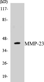 Western blot analysis of extracts from SKOV3 cells, using MMP-23 Antibody.