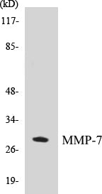 Western blot analysis of the lysates from HT-29 cells using MMP-7 antibody.