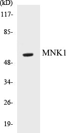 Western blot analysis of extracts from NIH-3T3 cells, using MNK1 (Ab-255) Antibody.