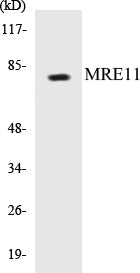 Western blot analysis of extracts from Jurkat cells, treated with UV 15', using MRE11 (Ab-264) Antibody.