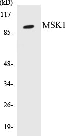 Western blot analysis of extracts from COS7 cells, treated with Sorbitol 0.4M 30', using MSK1 (Ab-360) Antibody.