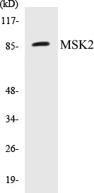 Western blot analysis of extracts from Raw264.7 cells, treated with UV 5', using MSK2 (Ab-568) Antibody.