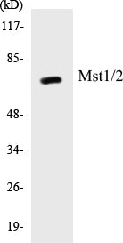 Western blot analysis of extracts from HeLa cells, treated with UV 15', using Mst1/2 (Ab-183) Antibody.