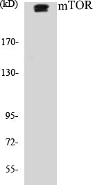 Western blot analysis of extracts from A549 cells, using mTOR (Ab-2481) Antibody.