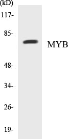 Western blot analysis of extracts from HuvEc cells, using MYB (Ab-12) Antibody.