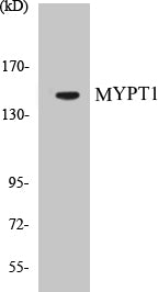 Western blot analysis of extracts from COS7 cells, using MYPT1 (Ab-696) Antibody.