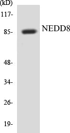 Western blot analysis of extracts from Jurkat cells, using NEDD8 Antibody.