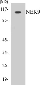 Western blot analysis of extracts from A549 cells, using NEK9 (Ab-210) Antibody.