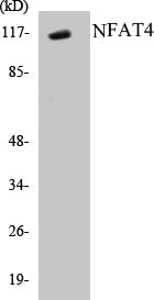 Western blot analysis of extracts from HeLa cells, treated with Ca+ 40nM 30', using NFAT4 (Ab-165) Antibody.