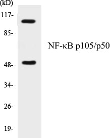 Western blot analysis of extracts from HeLa cells, treated with TNF-a 20ng/ml 5', using NF-kappaB p105/p50 (Ab-927) Antibody.