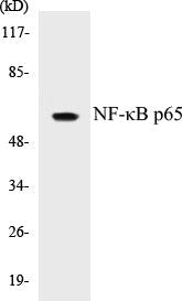 Western blot analysis of extracts from Raw264.7 cells, using NF-kappaB p65 (Ab-254) Antibody.