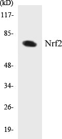 Western blot analysis of extracts from HuvEc cells, using Nrf2 antibody.