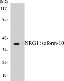 Western blot analysis of extracts from SKOV3 cells, using NRG1 isoform-10 Antibody.