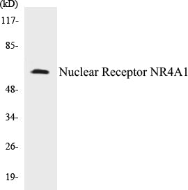 Western blot analysis of extracts from COS7 cells, using Nuclear Receptor NR4A1 (Ab-351) Antibody.