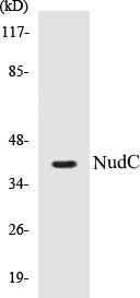 Western blot analysis of extracts from rat brain cells, using NudC (Ab-326) Antibody.