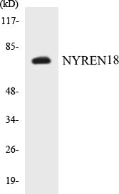 Western blot analysis of extracts from COS7 cells, using NYREN18 Antibody.